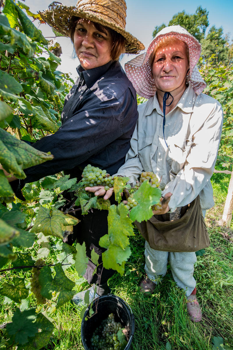 harvesting grapes, Kakheti region, Georgia