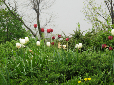 Tulips In Ft. Tryon Park, New York City