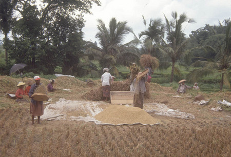 Indonesia Harvesting Rice. 