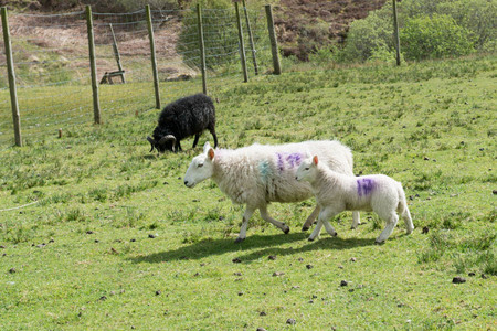 Highlands Sheep