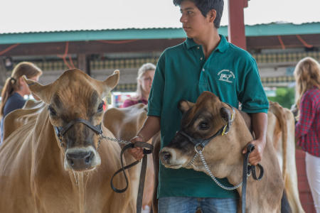 Judging Cattle, Dutchess County Fair