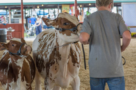 Judging Cattle, Dutchess County Fair 
