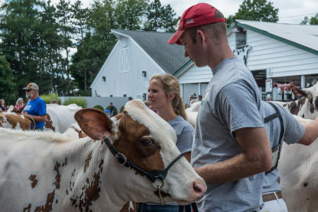Cattle on display, Dutchess County Fair