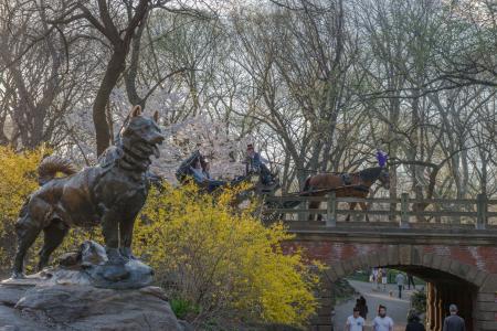 Central Park, statue of Iditarod sled dog, Horse Carriage