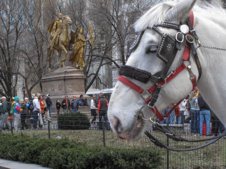 Central Park, Central Park South, Carriage horse