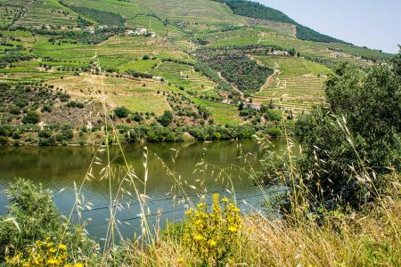 wine estate, Douro  Valley