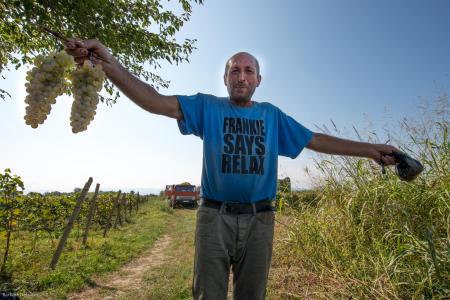 Harvesting Wine
Kakheti Region, Georgia