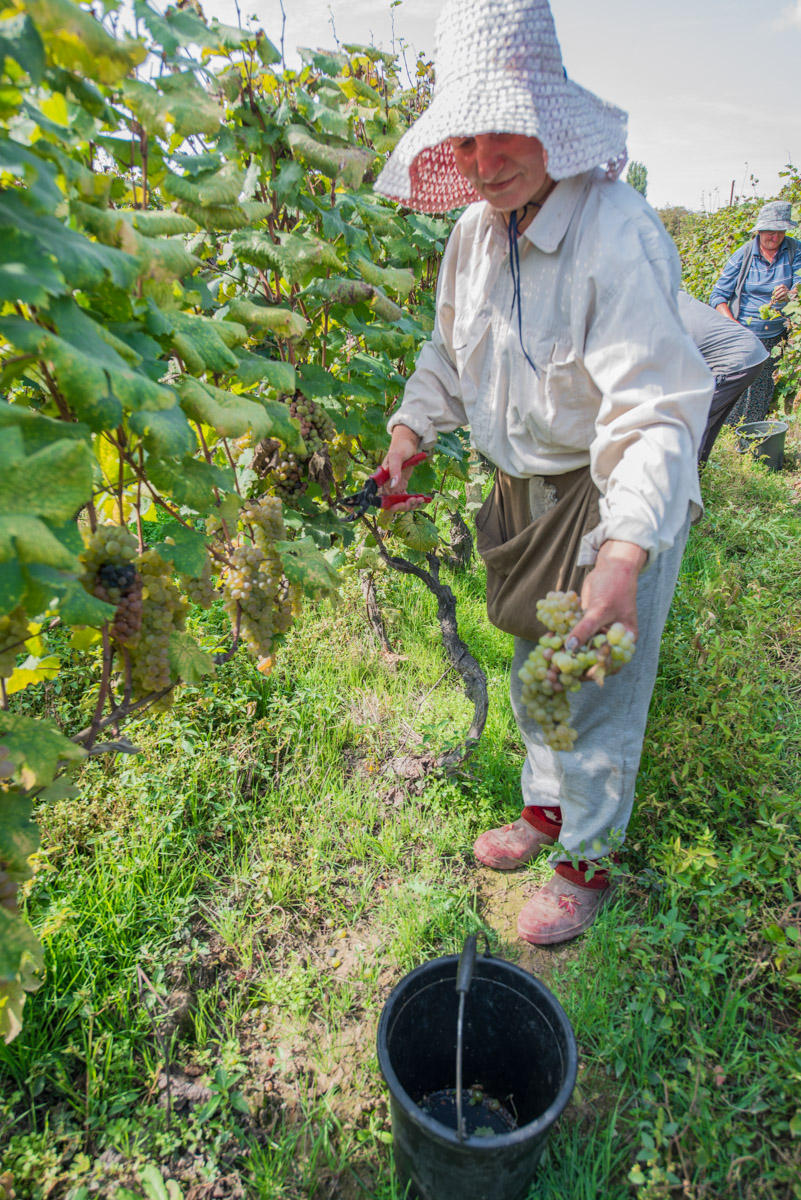 harvesting grapes
Kakheti region, Georgia