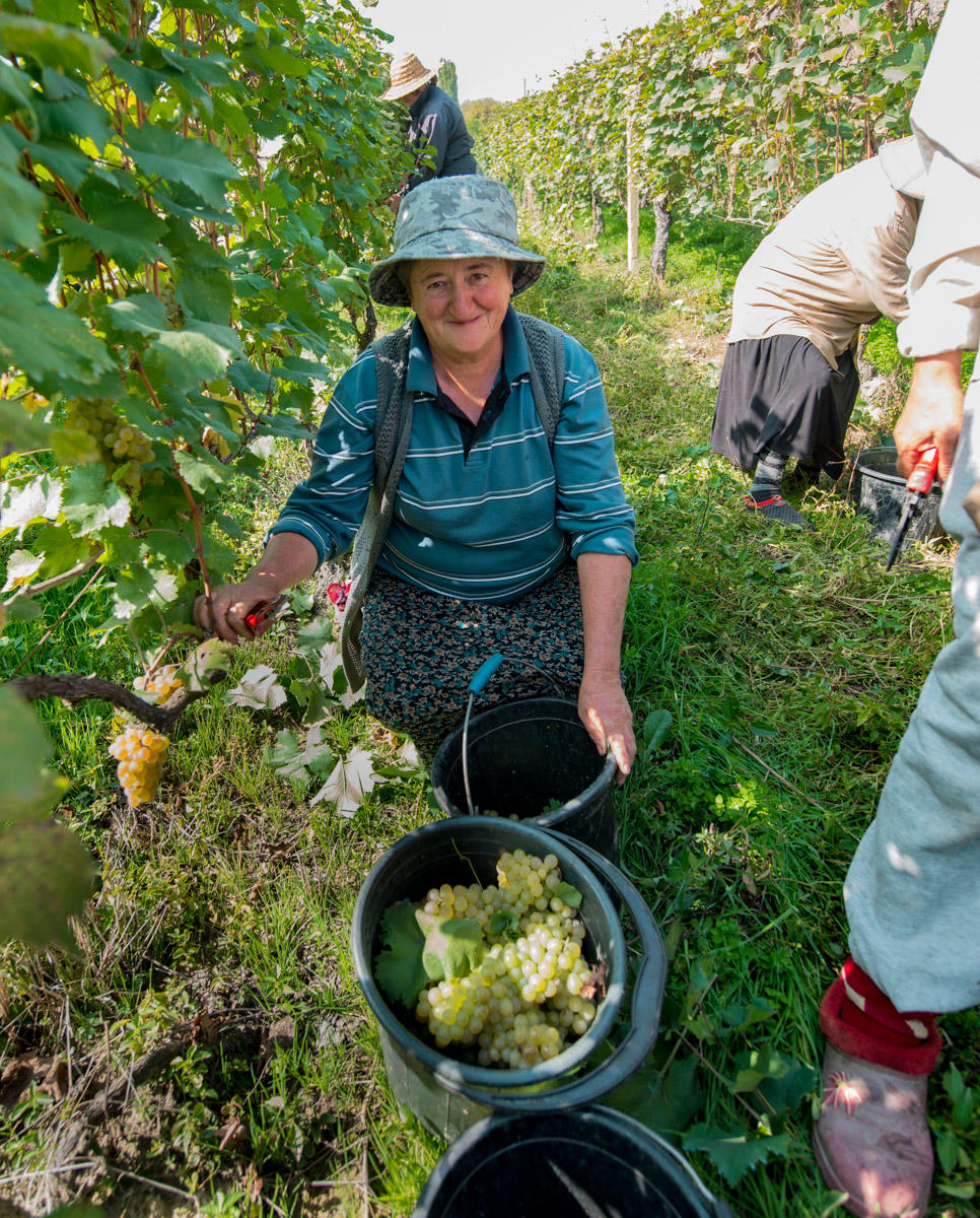 harvesting grapes
Kakheti region, Georgia
