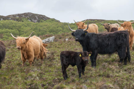 Highlands cattle 