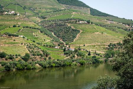 wine estate,  Douro Valley