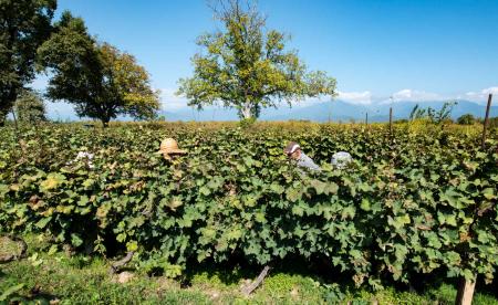 Harvesting grapes Kakheti region, Georgia