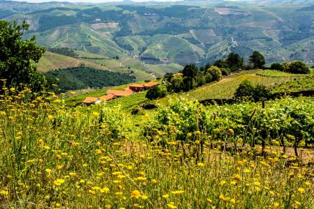 Vineyards, Douro Valley, Portubal