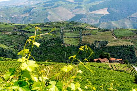 Vineyards, Douro Valley, Portugal