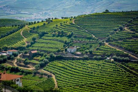 Wine estate, Douro Valley, Portugal