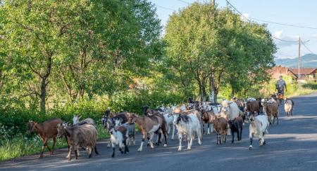 Maramures, goats, Romania