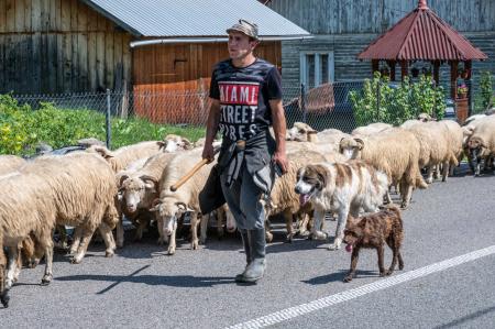 Maramures, sheep. Romania