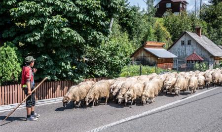 Maramures, sheep, Romania